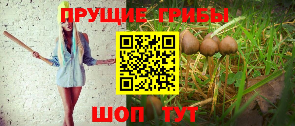 Псилоцибиновые грибы прущие грибы Мурманск